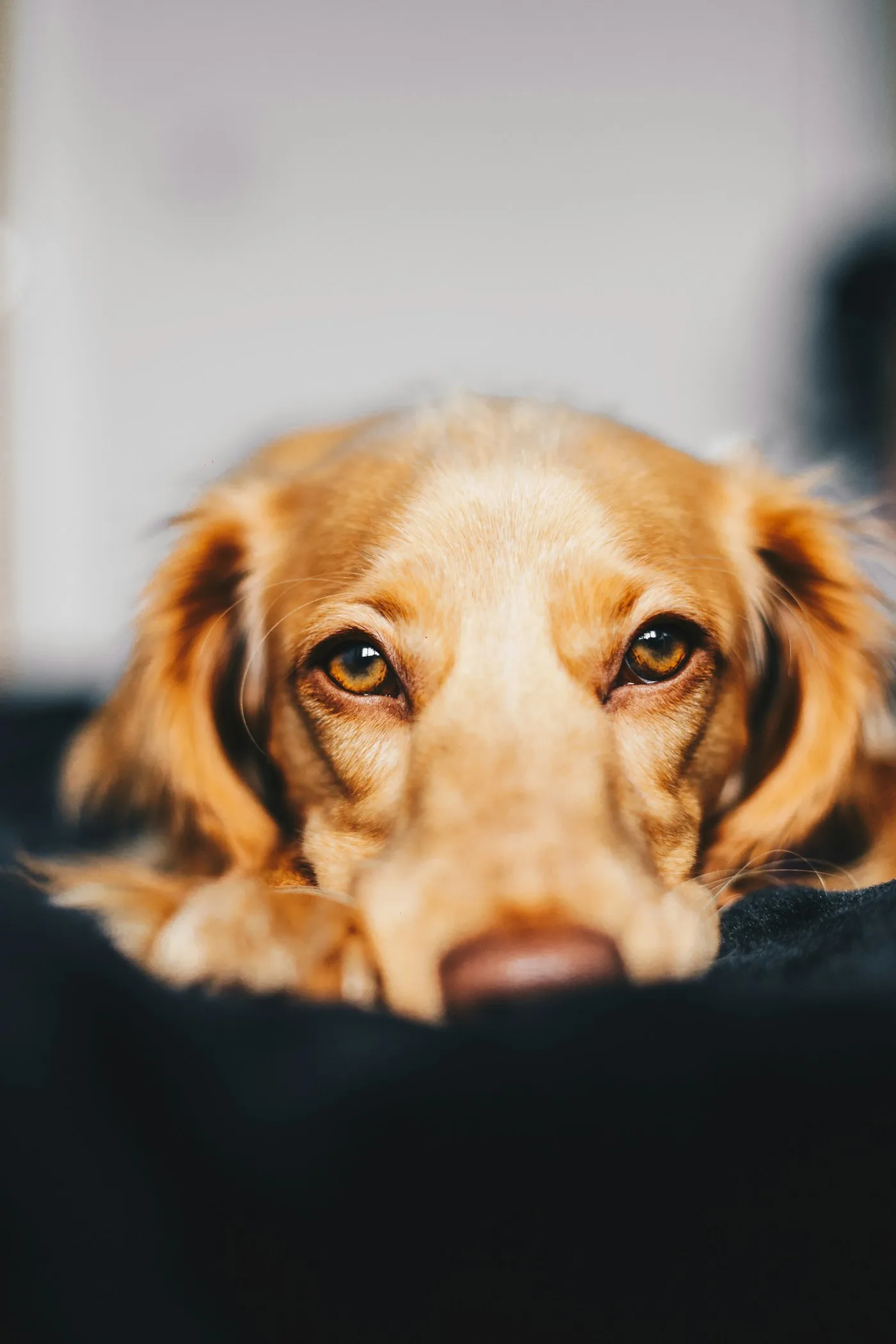 A worried-looking dog resting its head down, eyes locked on the camera